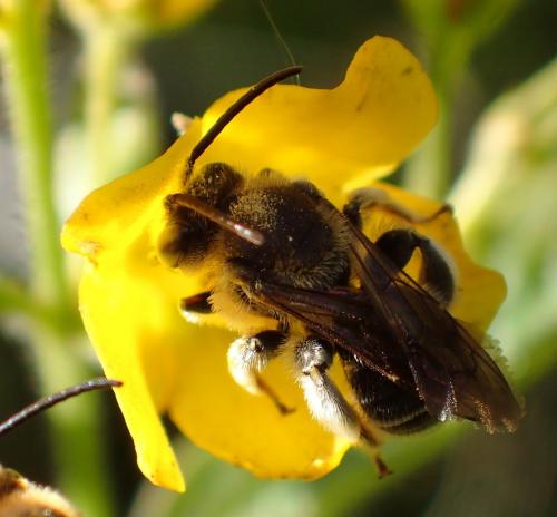 Macropis (europaea-fulvipes)